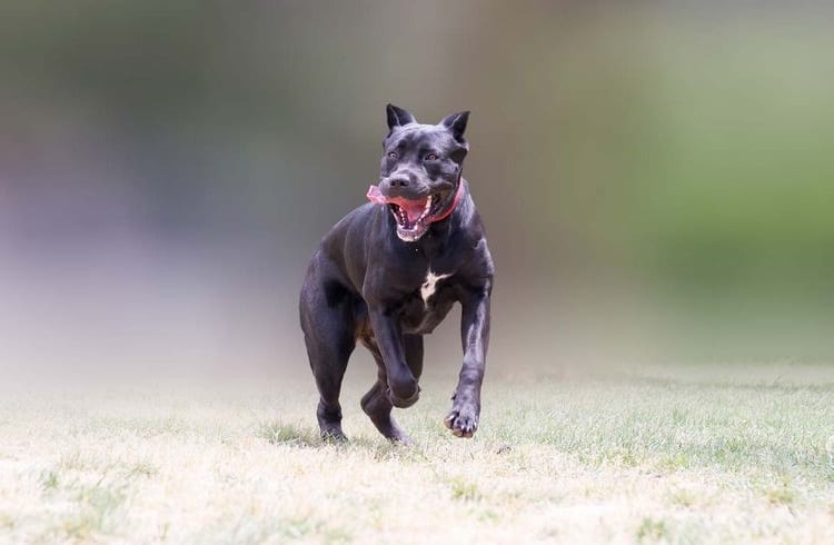 Canis Panther Running