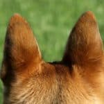 Photo of German Shepherds Ears