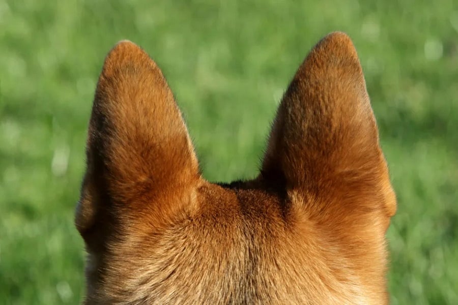 How Far Away Can A Dog Hear?