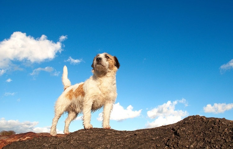 Photo of dog looking at horizont