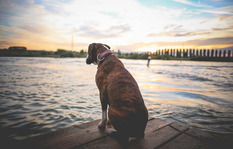 Photo of dog waiting on a river dock