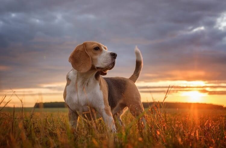 Photo of Pocket Beagle Lifespan