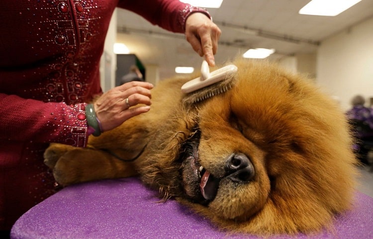 How Often Should You Brush Your Tibetan Mastiff