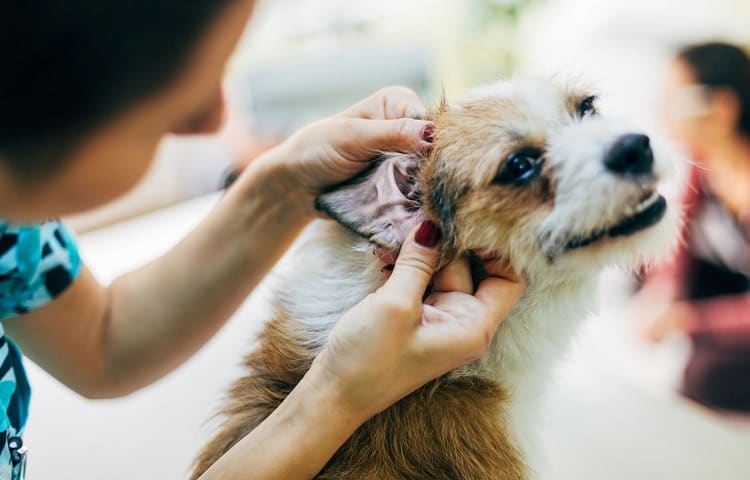 Photo of Ear Control For A Dog