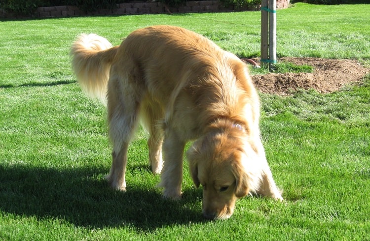 Photo of Dog siffs around backyard