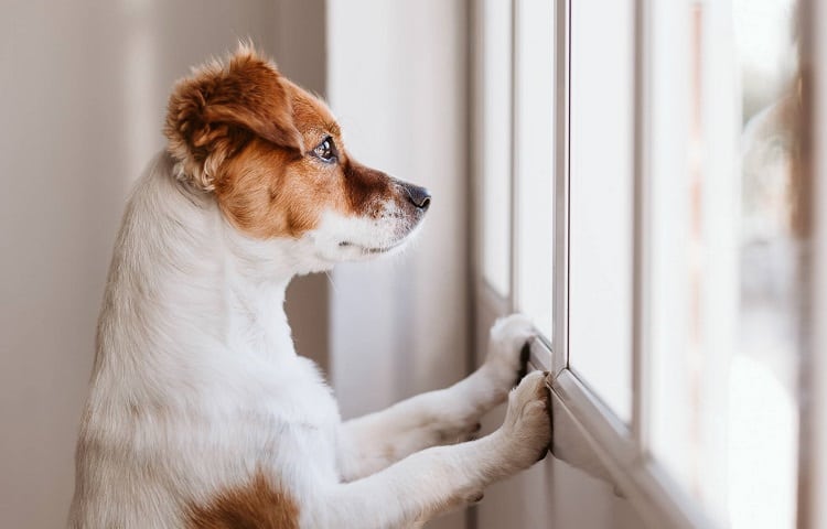Photo of Dog Waiting At Home