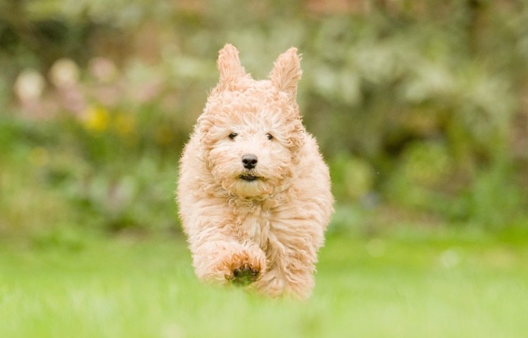 Photo of Poodle Running