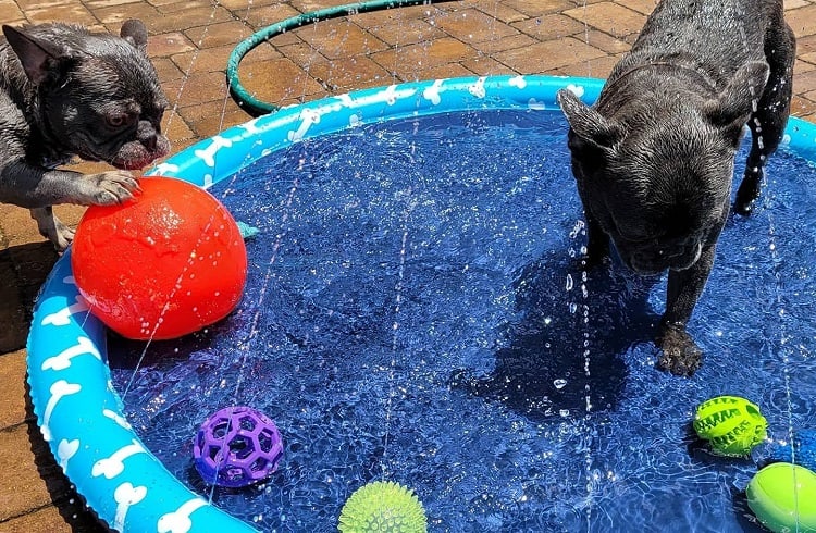 Photo of Two Pugs on Splash Pad