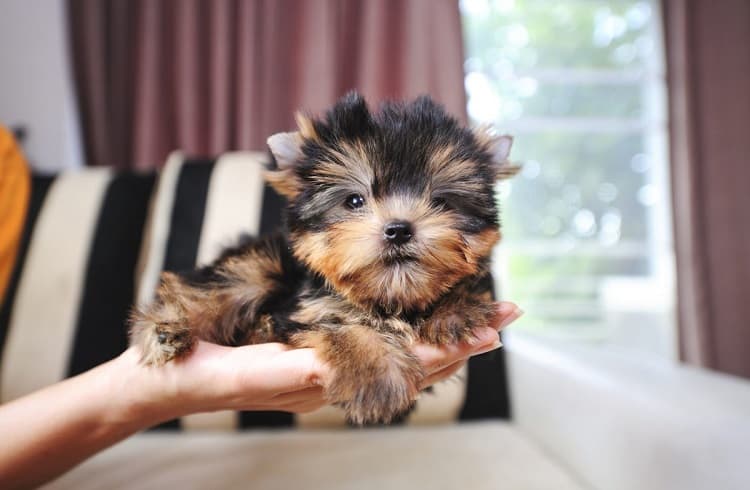 Photo of Teacup Yorkie in hand
