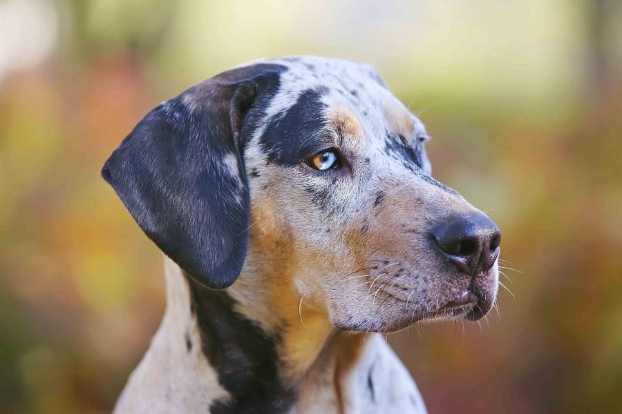 American Leopard Hound Price and What To Look For When ...
