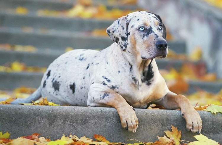 Photo of American Leopard Hound Size