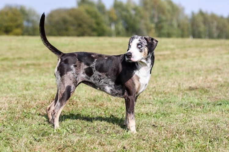 Photo of Adult American Leopard Hound