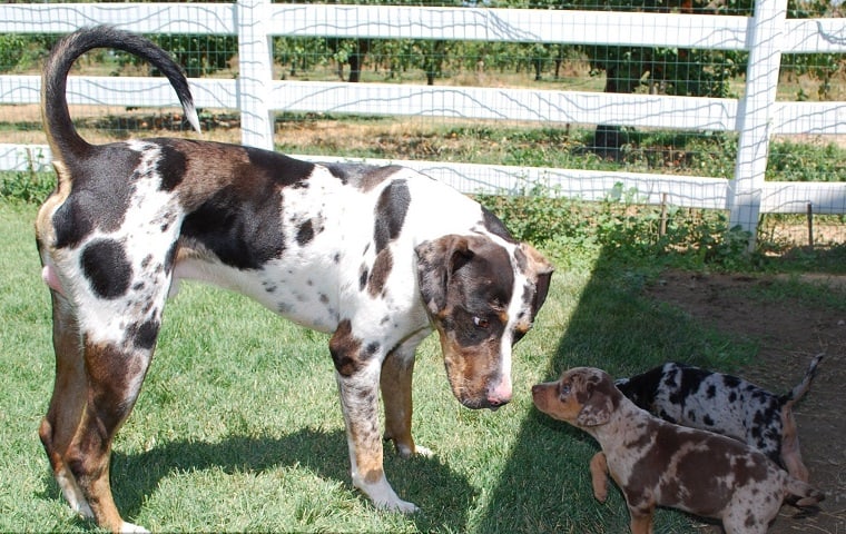Photo of American Leopard Hound Puppies
