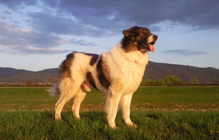 Photo of grown tornjak