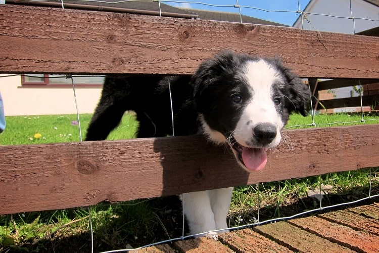 Photo of Border Collie Puppy Behind Fence