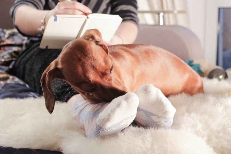 Photo of Dachshund Dog Laying On Owner Feet
