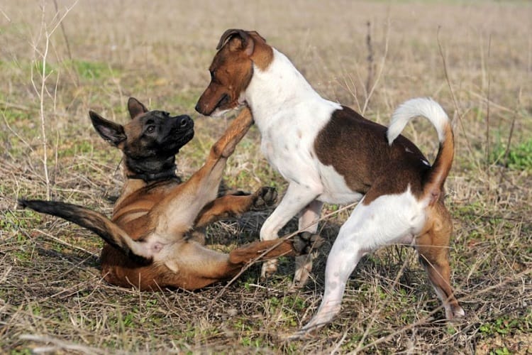 Photo of Dog Submissive play