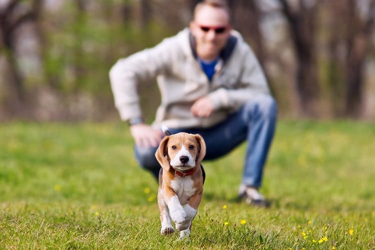 Photo of Happy Beagle Puppy