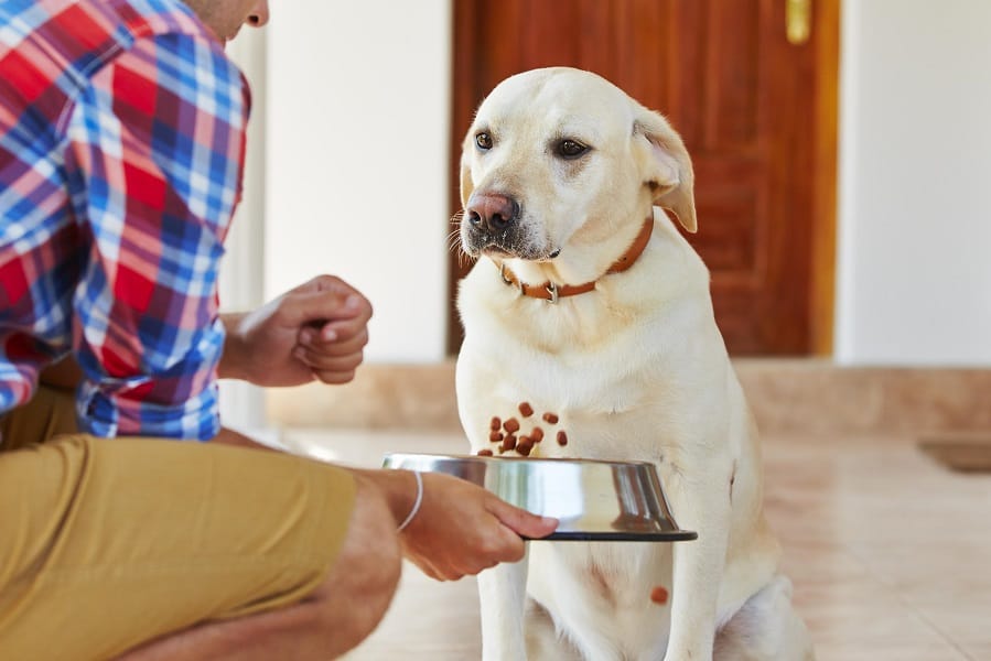 How To Force Feed A Dog Who Won't Eat - Dog Temperament