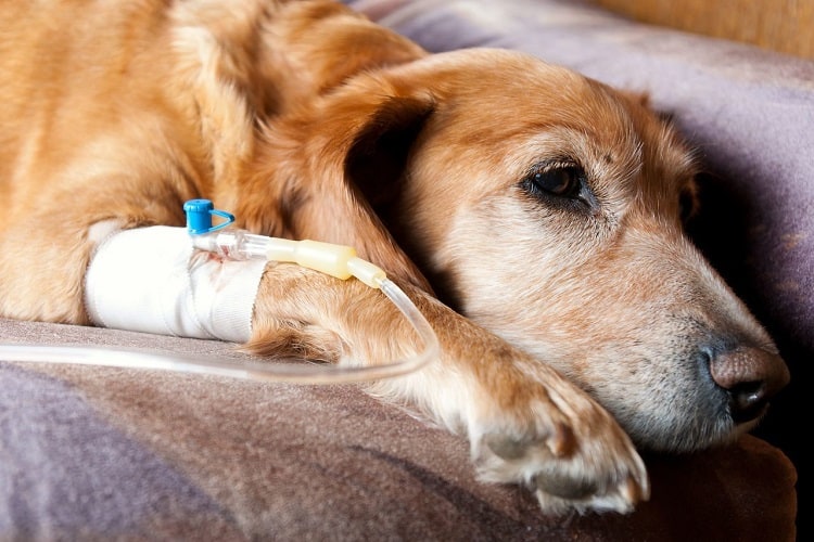 Photo of Dog with Intravenous Drip