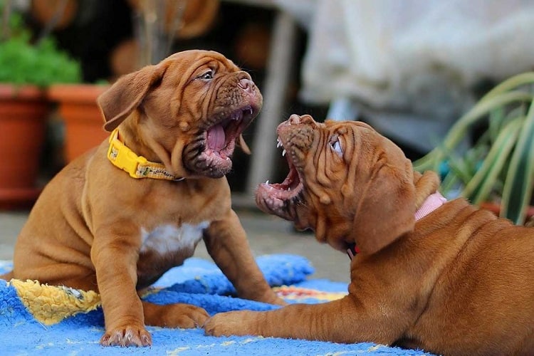 Photo of Puppies Rough Play