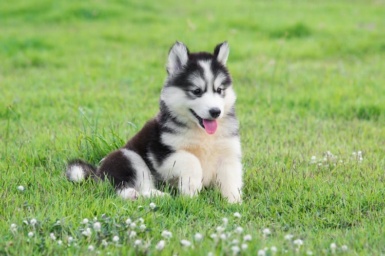 When Do Huskies Shed Their Puppy Coat