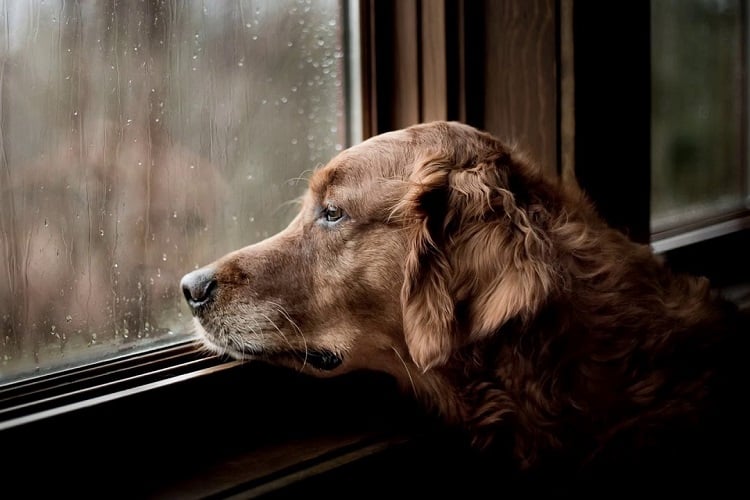 Photo of Depressed Dog Looking at the window