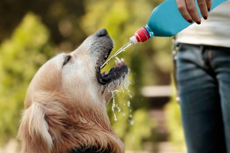 Photo of Dog Drinks From Bottle
