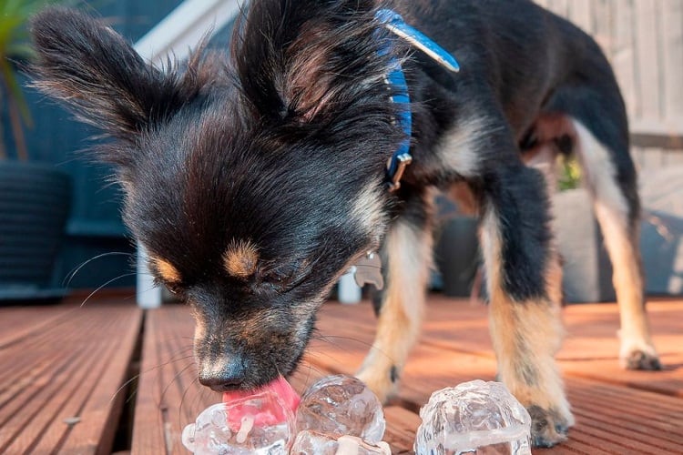 Photo of Dog Licking Ice Cubes