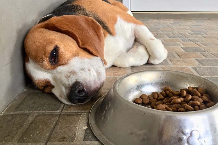 Photo of Dog Refuse To Eat