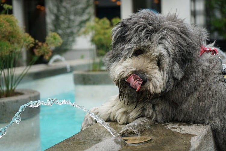 Photo of Dog Wont Drink Water from Fountain
