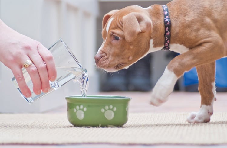 Photo of Dog With New Water Bowl