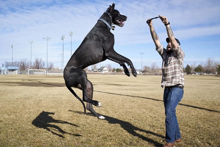 Photo of Great Dane Height