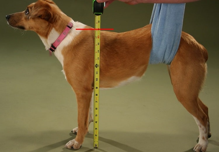 Photo of Dog Measuring Process