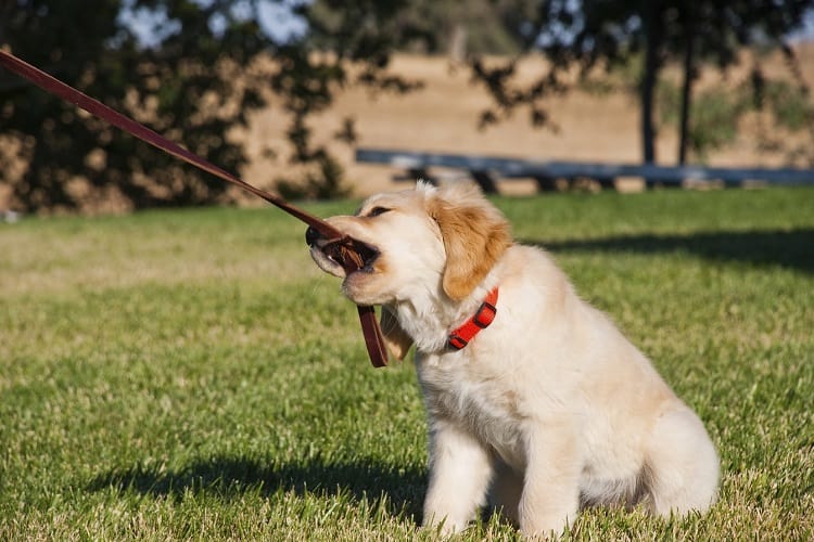 Photo of Training Puppy with Leash
