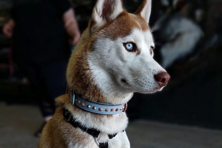 Photo of Husky with Tight Collar 