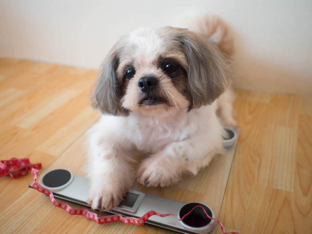  dog sitting on weight scales