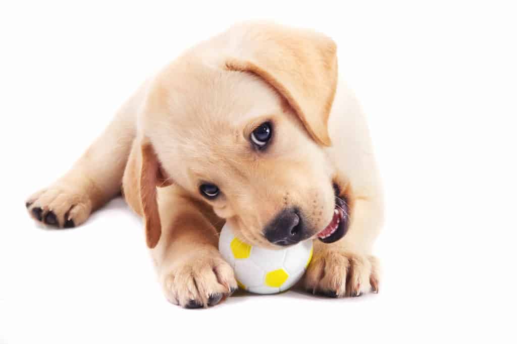 puppy chewing a toy