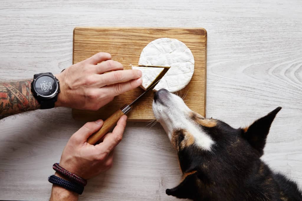 dog smelling brie