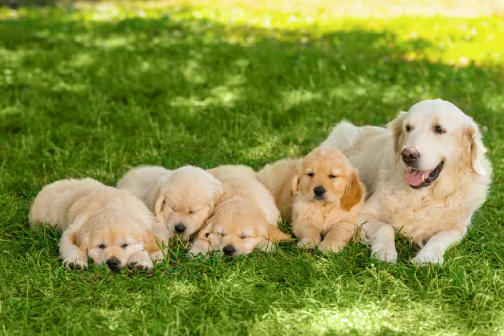 Photo of Golden Retriever Family Outdoors