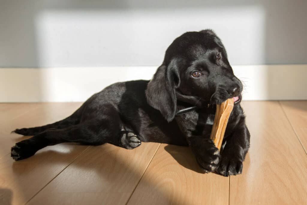 Photo of Labrador Puppy Gnaws A Bone.