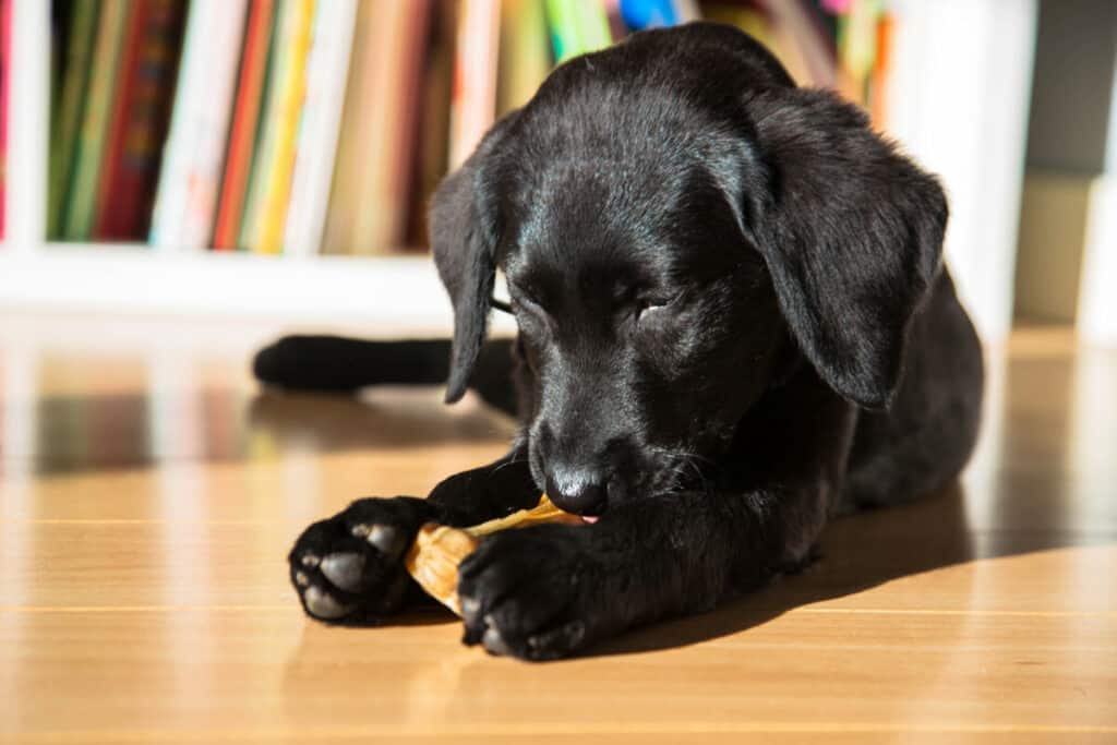 Photo of Labrador Puppy Gnaws A Bone.