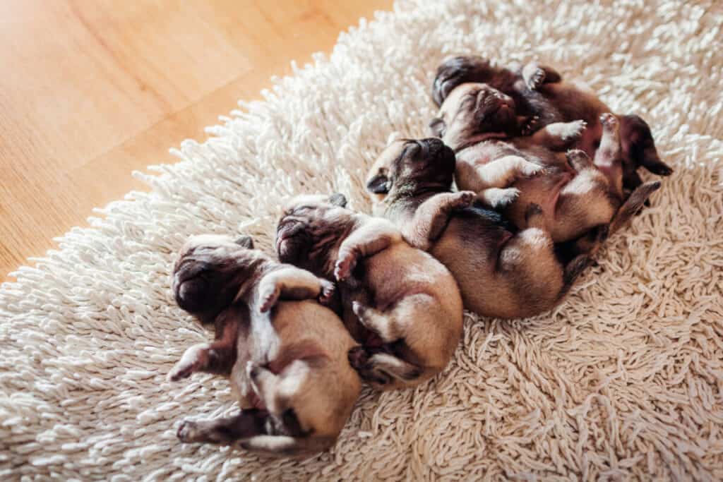 Photo of Five Pug Dog Puppies Sleeping On Carpet At Home. Little Puppies Lying Together On Their Backs