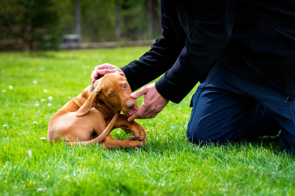 Photo of  Months Old Cute Hungarian Vizsla Dog Puppy Biting Owners Fingers While Playing Outdoors In The Garden. Obedience Training.