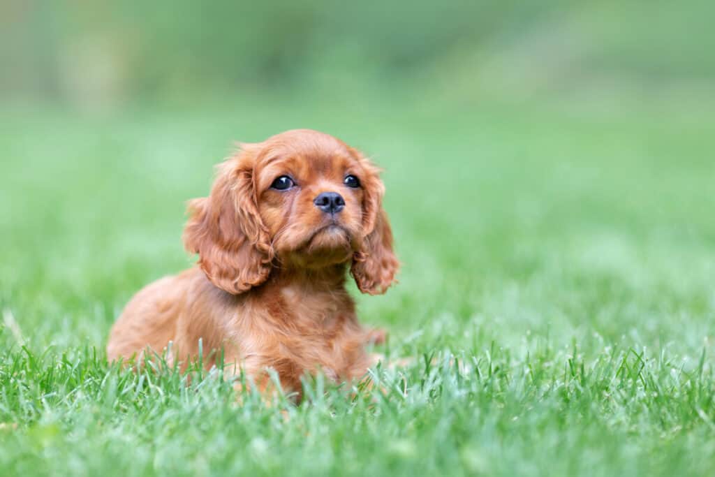Photo of Puppy Lying On The Grass In The Garden