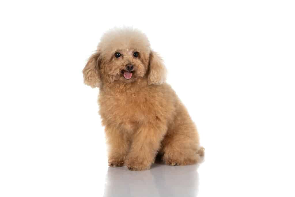 Photo of Miniature Poodle Dog Isolated