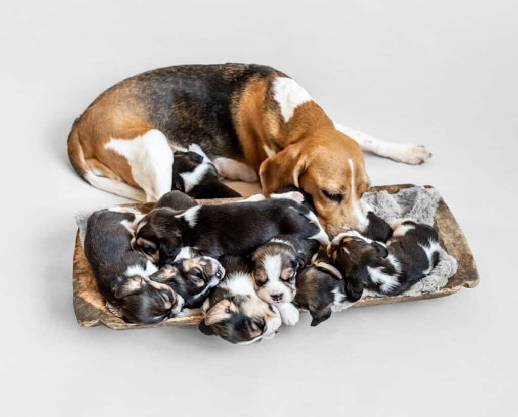 Photo of Mother Beagle Feeding Puppies