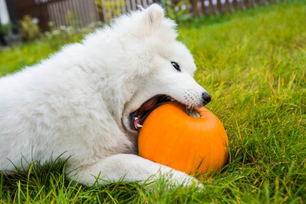 Photo of White Samoyed Dog Is Eating Halloween Pumpkin.