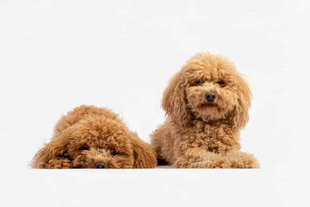 Photo of Cute Couple Of Hairy Poodles In Studio