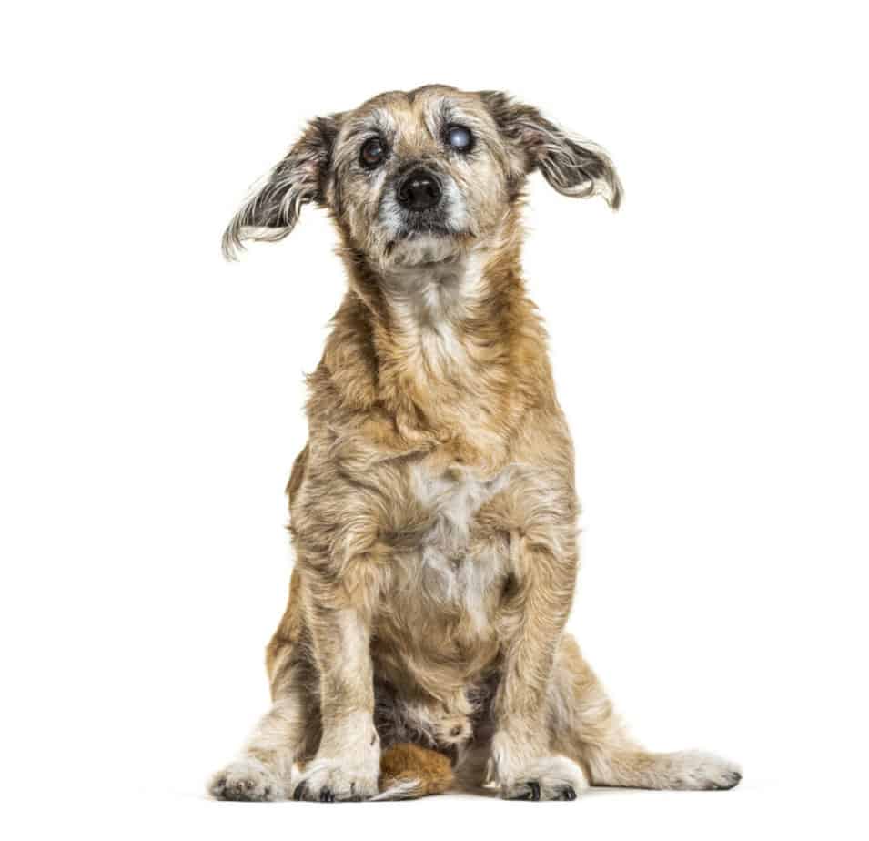 Photo of One Eyed Blind Graying, Crossbreed Dog, Isolated On White